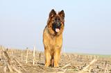 BERGER ALLEMAND 939